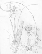 Orchid Pencil Draft, by Vorobik